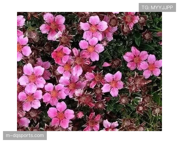 曼城与大学合作研发“气候适应性草坪”，内置传感器可实时监控草皮状态并优化养护